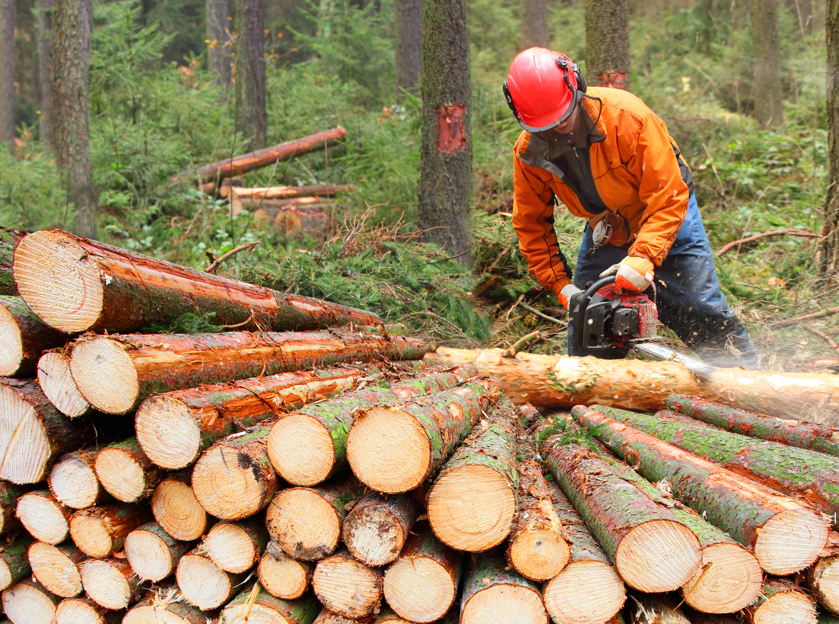 Лесозаготовка деревообработка. Заготовка леса. Лесная промышленность. Рубка лесов. Рубка деревьев.